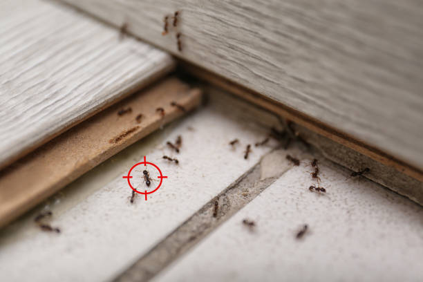Best Bed Bug Extermination  in Danville, VA