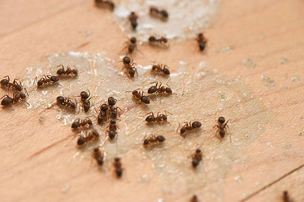 Reliable Danville, VA Pest Control Solutions