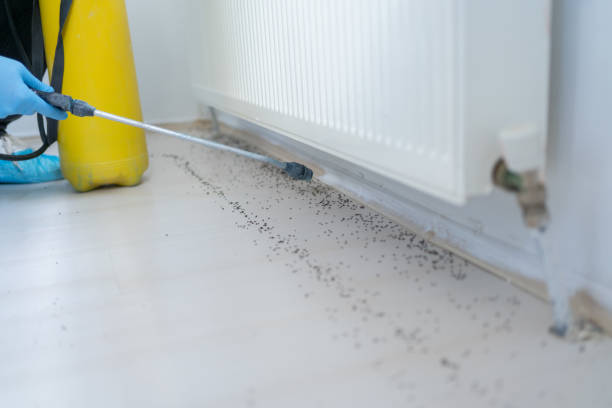 Flea Control Services in Danville, VA